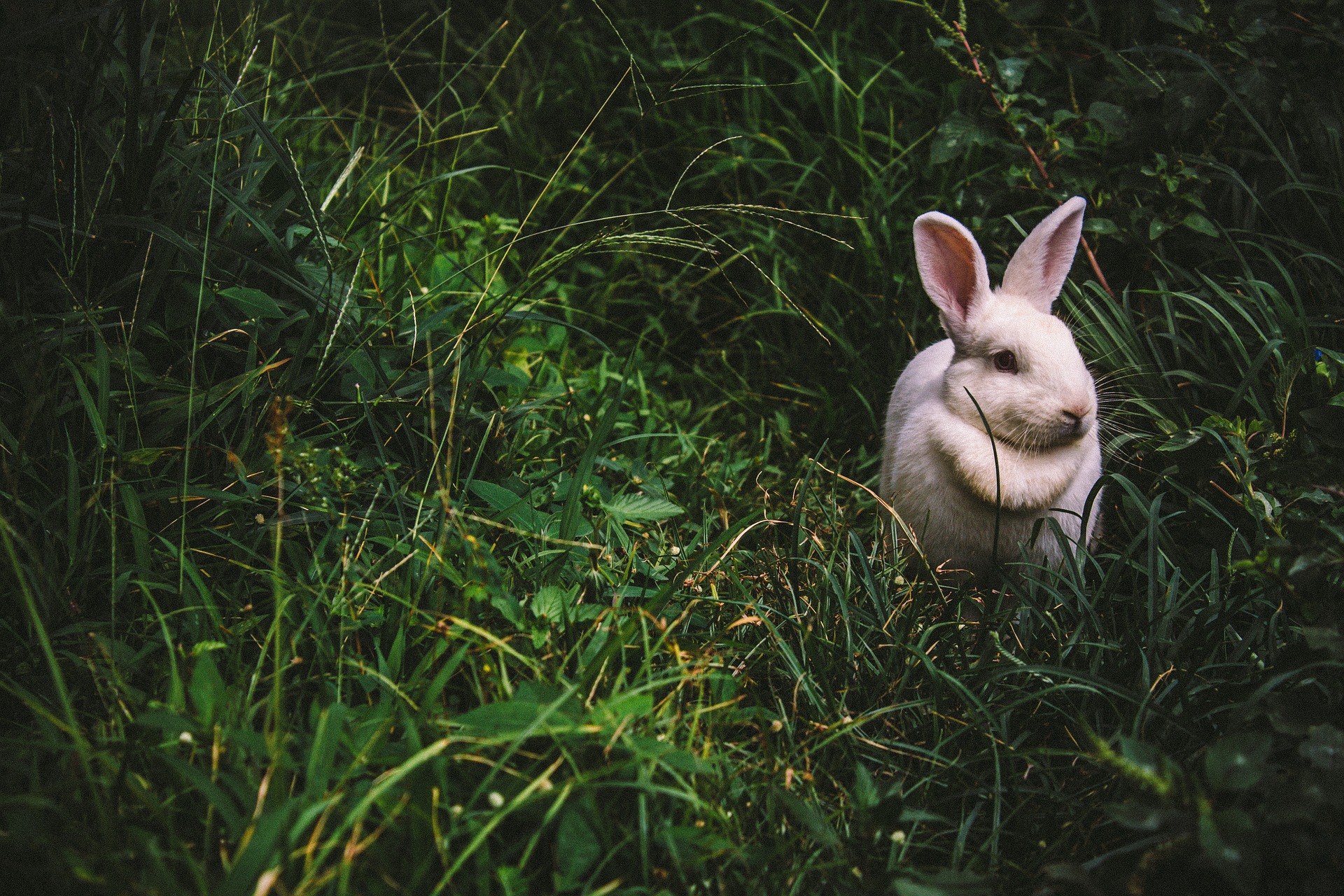 Kaninchenfutter bio - Schnell gefunden!