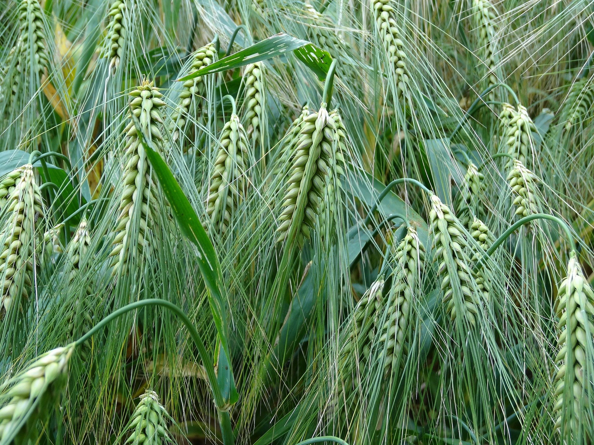 Weizengras Pulver Bio - Kaufideen. Beste Weizengras Pulver Bio finden